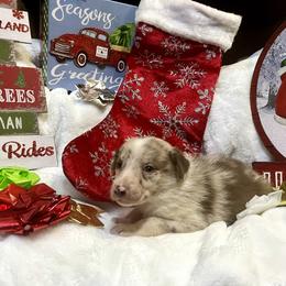 Border Collie and Jack Russell Terrier Puppies from CP FARMS BORDER COLLIES N JACKS CORP
