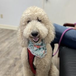 Piper - Goldendoodle