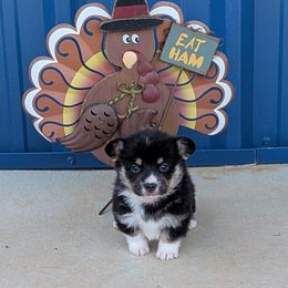BMW - Black and tan male American Corgi puppy in Lufkin, Texas from Texas Lil Cowdogs