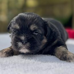 Female 2 - Chocolate and tan female Shih Tzu puppy in Mobile, Alabama from FluffyTail Shih Tzu