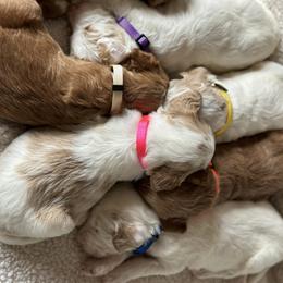 Goldendoodle Puppies from Valentine Kennels