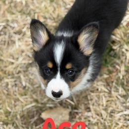 Ace - Black and tan male Pembroke Welsh Corgi puppy in Hotchkiss, Colorado from Grand Mesa Corgis