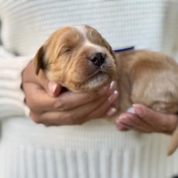 Puno - Caramel red male Australian Labradoodle puppy in Morgan Hill, California from Loving Labradoodle