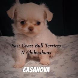 Casanova - Cream male Chihuahua puppy in Kannapolis, North Carolina from East Coast Bull Terriers N Chihuahuas
