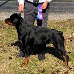 Journey - Rottweiler