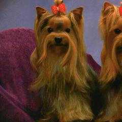 Yorkshire Terriers from Shelby's Yorkshire Terriers
