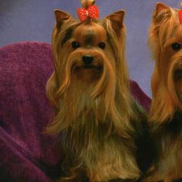 Yorkshire Terriers from Shelby's Yorkshire Terriers