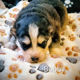 Bobby - Black and white male Pomsky puppy in Blackfoot, Idaho from Snake River Pomskys