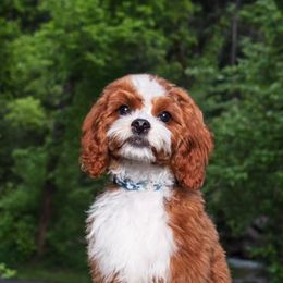 Cavapoos, Goldendoodles, and Poodles from Topnotchpoodles
