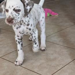 Psalm - White and liver brown male Dalmatian puppy in Janesville, Wisconsin from Legacy Dalmatians