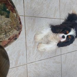 Biewer Terriers and Cavalier King Charles Spaniels from Woo Hoo Biewers & Inkahoots Cavaliers