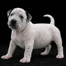 Snoopy - White male American Bully puppy in Conroe, Texas from Titanium Kilo Kennels Texas