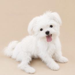 Rocket - Maltese