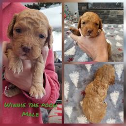Winnie the Pooh - Red male Cockapoo puppy in Zanesville, Ohio from Oodles of Doodles & Poos
