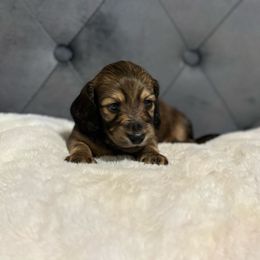 Leah - Cream female Dachshund puppy in Newport, Tennessee from Justice Doxies
