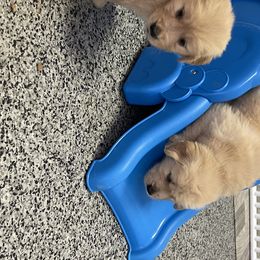 Golden Retriever Puppies from Golden Wise