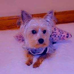 Ava - Yorkshire Terrier