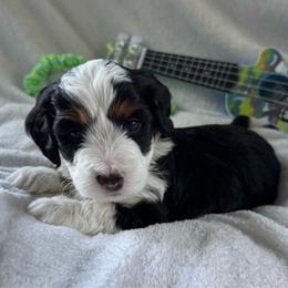 Master Colin - Tri-color male Bernedoodle puppy in Forsyth, Illinois from Birdies Mini Bernedoodles