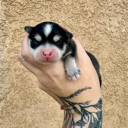Coal - Black and white male Pomsky puppy in La Verne, California from Red Cedar Pomskies