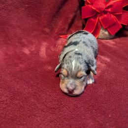 Diego - male Australian Mountain Doodle puppy in Winchester, Virginia from Morningstar Goldendoodles