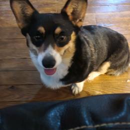 Sadie - Pembroke Welsh Corgi