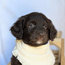 Mercedes (Purple collar) - Brown and white female Aussiedoodle puppy in Coulee City, Washington from Mr and Mrs Doodle Farm