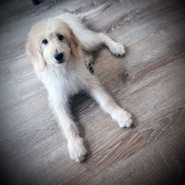Yellow collar- Sandy - Apricot female Goldendoodle puppy in Silsbee, Texas from Barkley Lane Doodles LLC