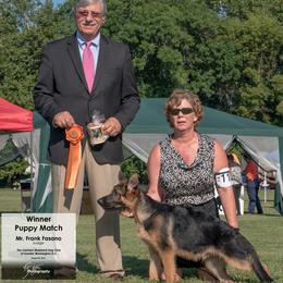 German Shepherds from Emeraldoaks German Shepherds