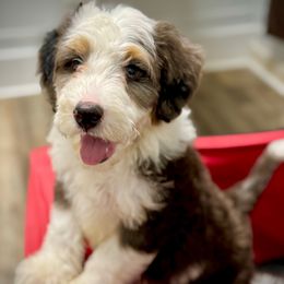 Male 2 - Merle male Bernedoodle puppy in Danielsville, Georgia from Meg's Doodles and Poodles