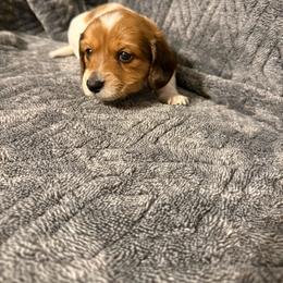 Patrick - Piebald male Dachshund puppy in Milo, Missouri from Gillian’s Darling’ Doxies