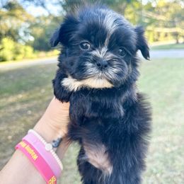 Boy 1 - Black and white male Shih Tzu puppy in Lufkin, Texas from Shih Tzu Knots
