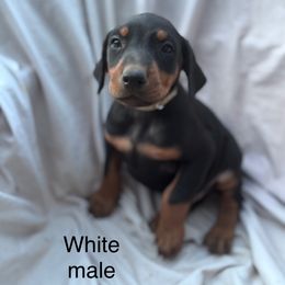 White - Black and rust male Doberman Pinscher puppy in New Ipswich, New Hampshire from Fox Farm Kennel