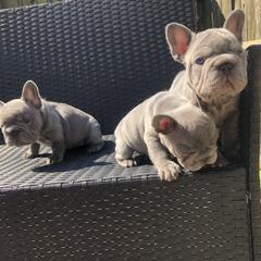 French Bulldog Puppies from NeighborHood Frenchies