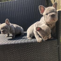 French Bulldog Puppies from NeighborHood Frenchies