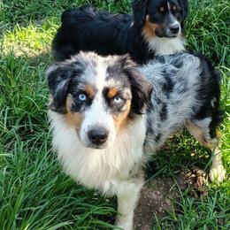 Nykl - Blue merle male Miniature American Shepherd puppy in Springfield, Missouri from Sunrock Kennel