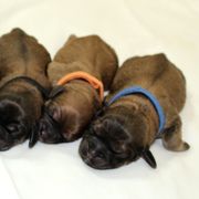 Cavaton puppies from Lakeshore Cavatons