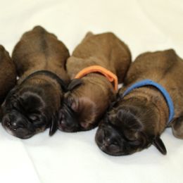 Cavaton puppies from Lakeshore Cavatons