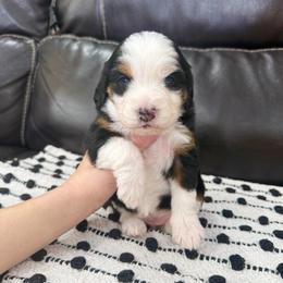 Chenille - Black tri-color female Aussiedoodle puppy in Heber City, Utah from Junipersdoodles