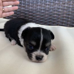 Chihuahua Puppies from Guardian’s of the Chihuahuas