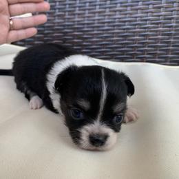 Chihuahua Puppies from Guardian’s of the Chihuahuas