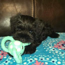 Hans - Black male Miniature Schnauzer puppy in Graham, Washington from Kristy's French Bulldogs & Mini Schnauzers