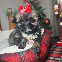 Coco - Chocolate female Shih Tzu puppy in Phoenix, Arizona from Spoiled Shih Tzu