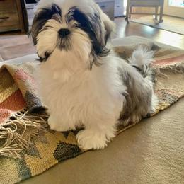 Shih Tzu Puppies from Willow Lane Shih Tzus