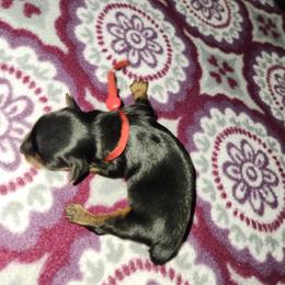 Red Collar - Black and tan female Yorkshire Terrier puppy in Sidney, Ohio from Little Yorkie World