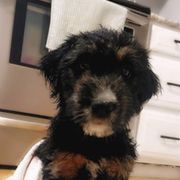 Bordoodle Puppies from The Weekend Farm