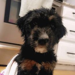Bordoodle Puppies from The Weekend Farm