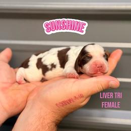 Sunshine - Liver white and tan female English Springer Spaniel puppy in Uvalda, Georgia from Willow Creek Farms