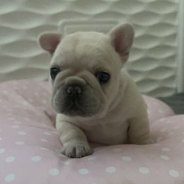 French Bulldog Puppies from The Midwest Frenchies