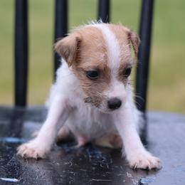 Carlisle - Tan and white male Jack Russell Terrier puppy in West Bend, Iowa from Blue Skies Terriers