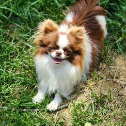 Turbo - Chihuahua